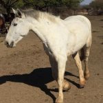 Horses