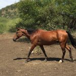Horses2