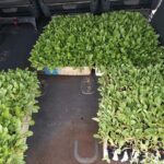 Botshabelo Black Farmers Development (BBFD) 2