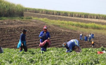 Employers urged to apply for UIF for domestic and farm workers